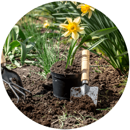 Planta y herramientas de jardín